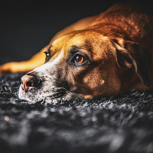 Pet